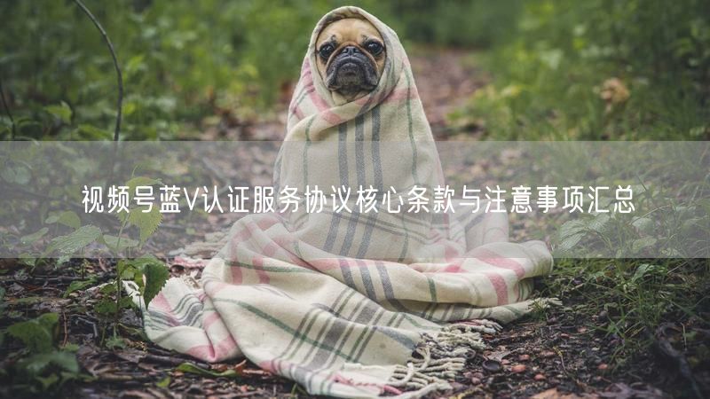 视频号蓝V认证服务协议核心条款与注意事项汇总