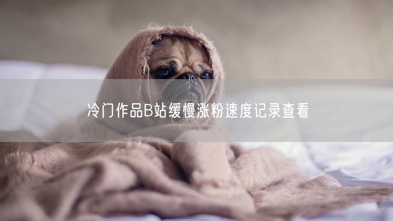 冷门作品B站缓慢涨粉速度记录查看